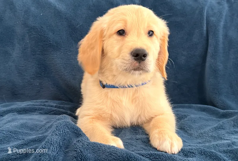 Tom – Golden Retriever puppy for sale in Miami, FL