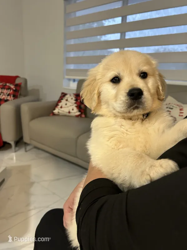 Cloe – Golden Retriever puppy for sale in Miami, FL