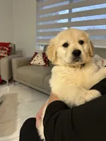Cloe, a female Golden Retriever for sale in Miami, FL – 1 of 3