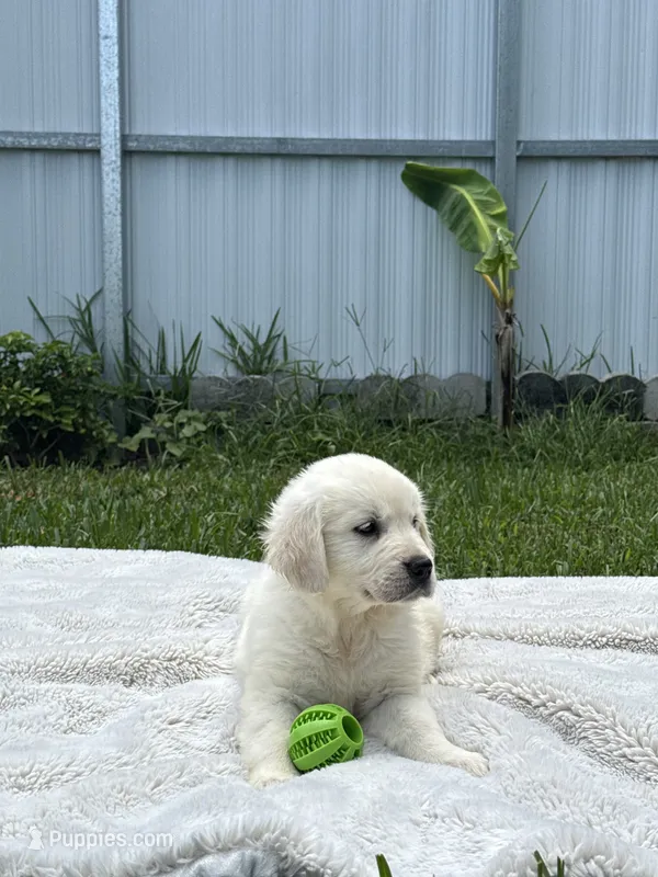 Cloe – Golden Retriever puppy for sale in Miami, FL