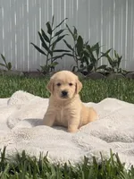 Rocco, a male Golden Retriever for sale in Miami, FL – 2 of 2