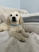 Rocco, a male Golden Retriever for sale in Miami, FL – Photo 2 of 2