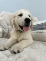 Rocco, a male Golden Retriever for sale in Miami, FL – Photo 1 of 2