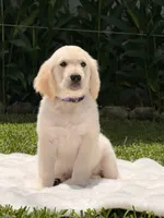 Cloe, a female Golden Retriever for sale in Miami, FL – 3 of 3