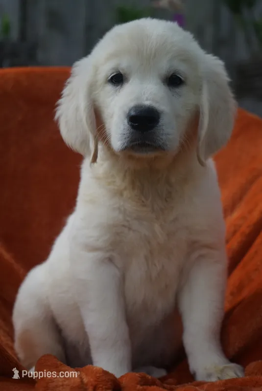Toby – Golden Retriever puppy for sale in Miami, FL