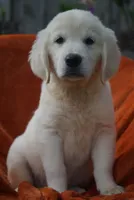 Toby, a male Golden Retriever for sale in Miami, FL – 1 of 3