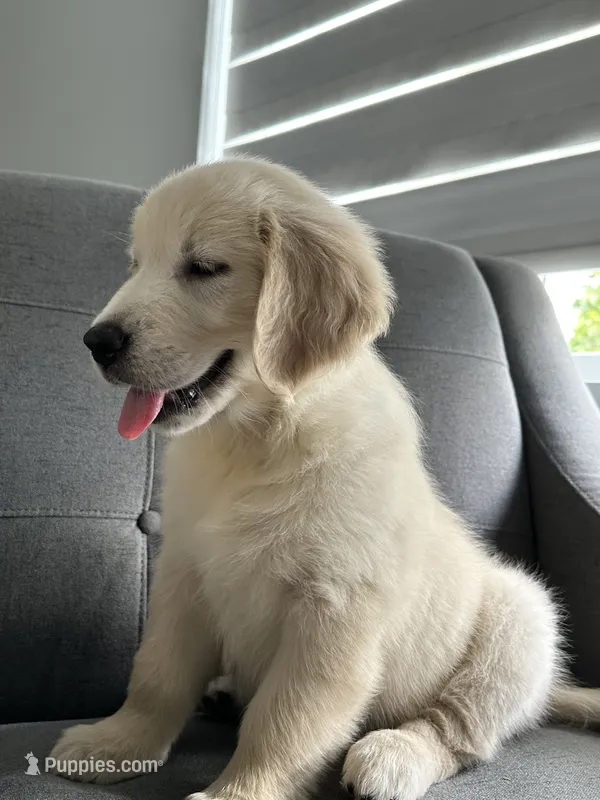 Rosy – Golden Retriever puppy for sale in Miami, FL