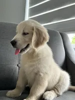 Rosy, a female Golden Retriever for sale in Miami, FL – 1 of 3