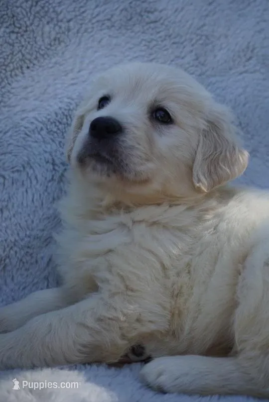 Bella , a female Golden Retriever for sale in Miami, FL – Photo 2 of 3