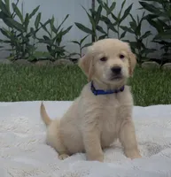 Tom, a male Golden Retriever for sale in Miami, FL – 2 of 2