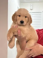 Bronco, a male Golden Retriever for sale in Miami, FL – 2 of 2