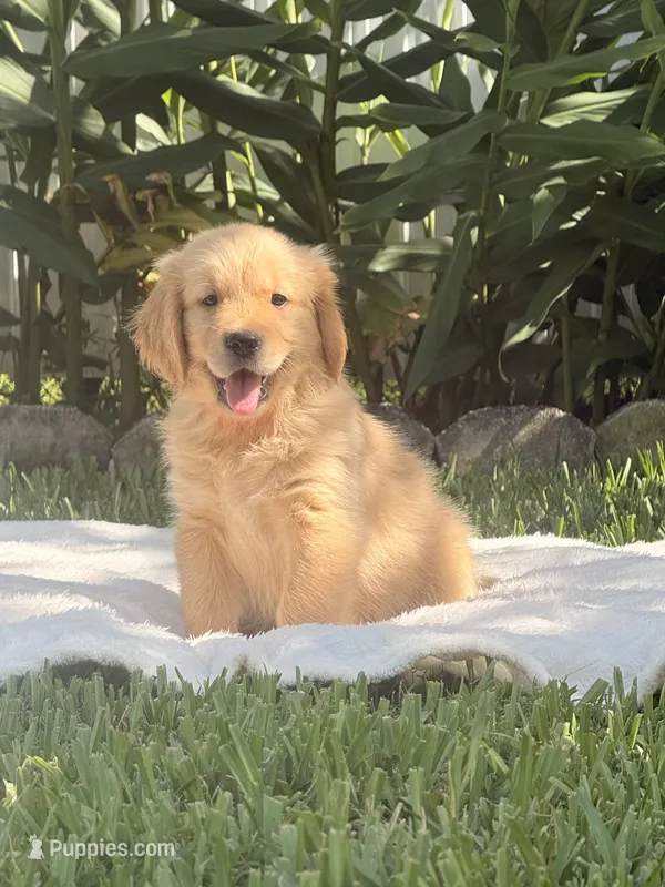 Rocco – Golden Retriever puppy for sale in Miami, FL