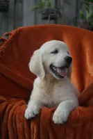 Toby, a male Golden Retriever for sale in Miami, FL – 3 of 3