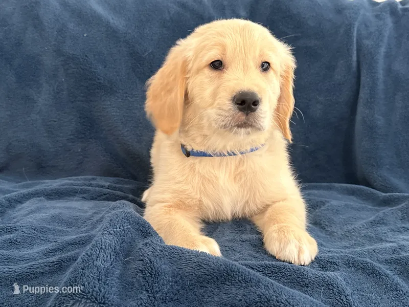 Rosy – Golden Retriever puppy for sale in Miami, FL