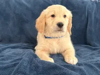 Bella, a female Golden Retriever for sale in Miami, FL – 1 of 2