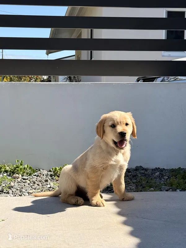 Cloe – Golden Retriever puppy for sale in Miami, FL