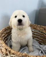 Toby, a male Golden Retriever for sale in Miami, FL – Photo 3 of 3