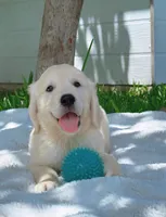 Bronco, a male Golden Retriever for sale in Miami, FL – Photo 2 of 2