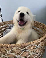 Toby, a male Golden Retriever for sale in Miami, FL – Photo 2 of 3