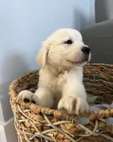 Toby, a male Golden Retriever for sale in Miami, FL – Photo 1 of 3