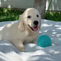 Bronco, a male Golden Retriever for sale in Miami, FL – 3 of 3