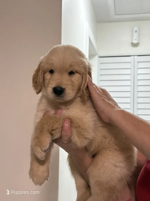Bronco – Golden Retriever puppy for sale in Miami, FL