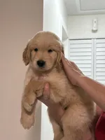 Bronco, a male Golden Retriever for sale in Miami, FL – 1 of 2