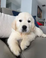 Tom, a male Golden Retriever for sale in Miami, FL – Photo 3 of 4