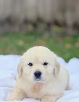 Toby, a male Golden Retriever for sale in Miami, FL – 1 of 2