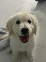 Tom, a male Golden Retriever for sale in Miami, FL – Photo 4 of 4