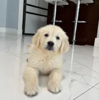 Tom, a male Golden Retriever for sale in Miami, FL – Photo 2 of 4