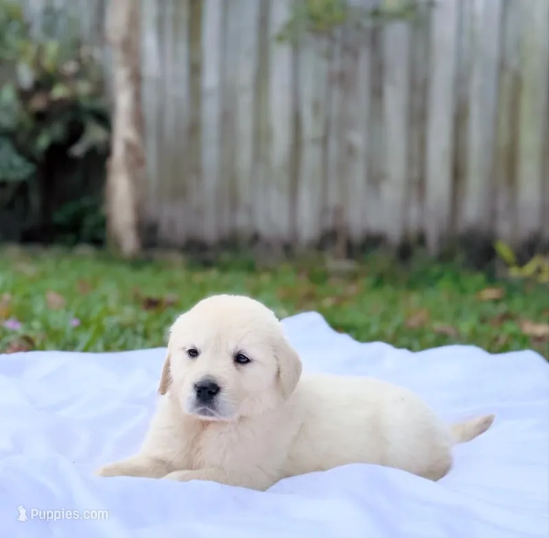 Toby – Golden Retriever puppy for sale in Miami, FL