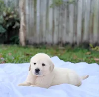 Toby, a male Golden Retriever for sale in Miami, FL – 2 of 2