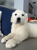 Tom, a male Golden Retriever for sale in Miami, FL – Photo 1 of 4