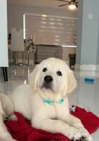 Bella, a female Golden Retriever for sale in Miami, FL – Photo 1 of 3