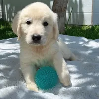 Bella, a female Golden Retriever for sale in Miami, FL – Photo 2 of 3