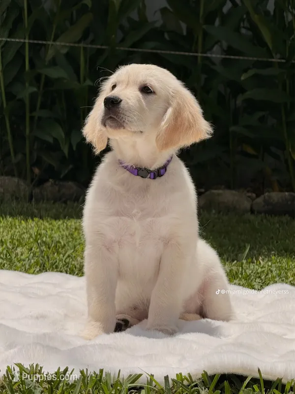 Cloe – Golden Retriever puppy for sale in Miami, FL