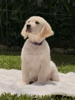 Cloe, a female Golden Retriever for sale in Miami, FL – 1 of 3