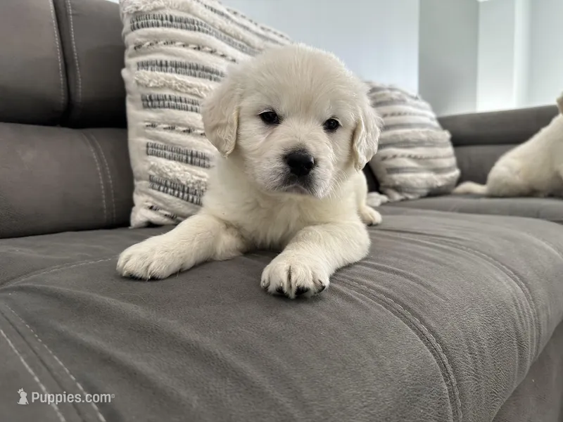 Bella – Golden Retriever puppy for sale in Miami, FL