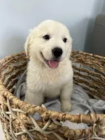 Bella, a female Golden Retriever for sale in Miami, FL – 2 of 2