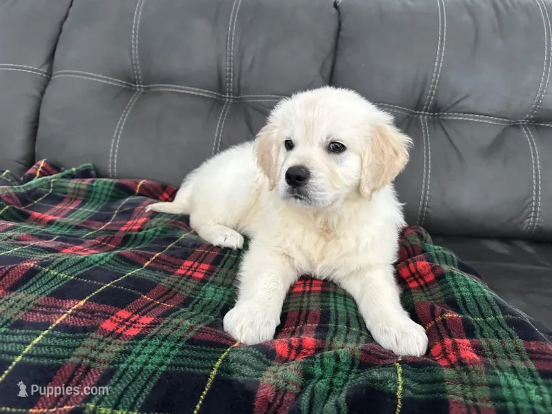 Rocco – Golden Retriever puppy for sale in Miami, FL