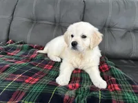 Rocco, a male Golden Retriever for sale in Miami, FL – Photo 1 of 3