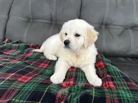 Rocco, a male Golden Retriever for sale in Miami, FL – Photo 3 of 3