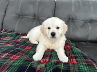 Rocco, a male Golden Retriever for sale in Miami, FL – Photo 2 of 3