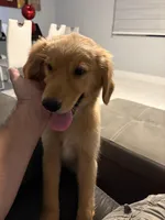 Cloe, a female Golden Retriever for sale in Miami, FL – Photo 2 of 2