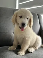 Rosy, a female Golden Retriever for sale in Miami, FL – 2 of 3