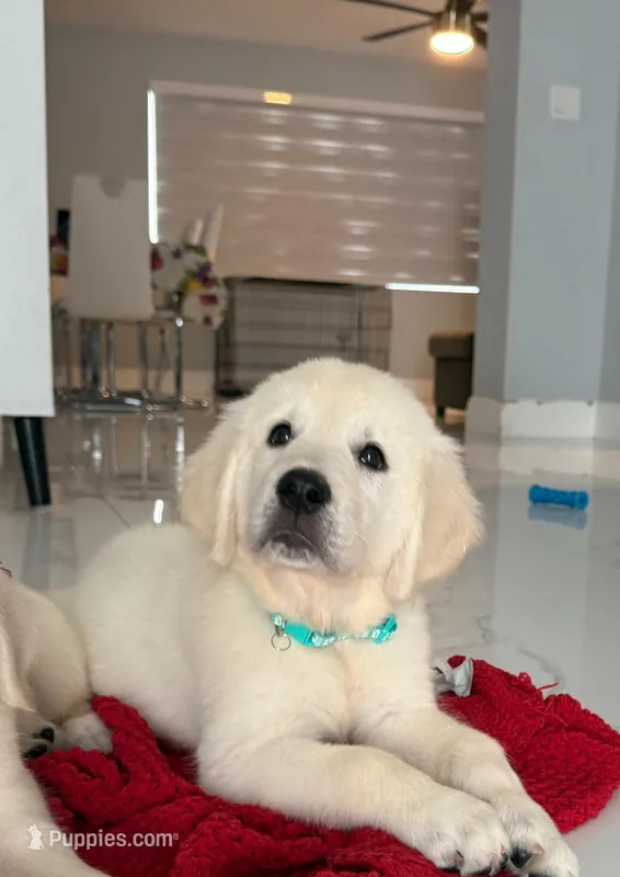 Bella  – Golden Retriever puppy for sale in Miami, FL