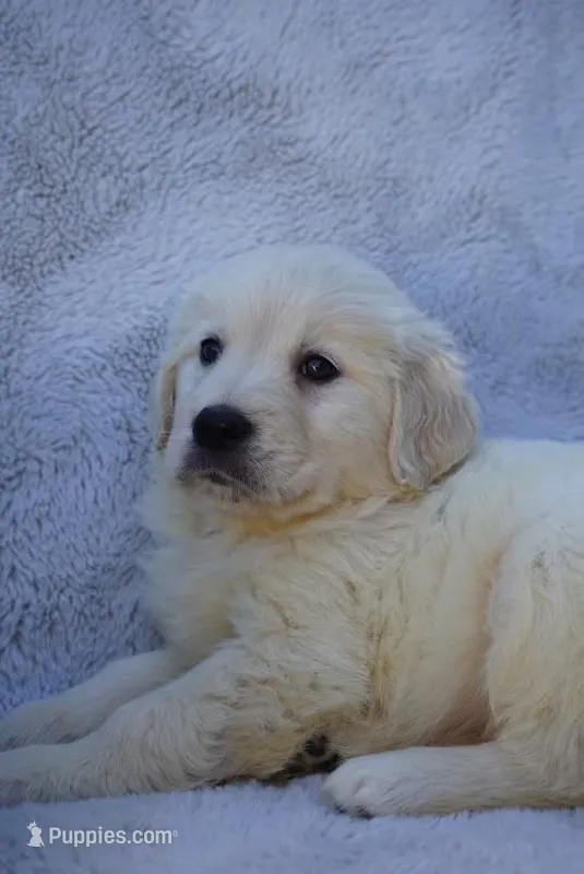 Bella  – Golden Retriever puppy for sale in Miami, FL