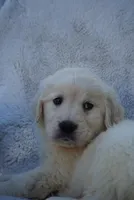 Bella , a female Golden Retriever for sale in Miami, FL – Photo 3 of 3