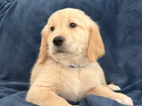 Bella, a female Golden Retriever for sale in Miami, FL – 2 of 2